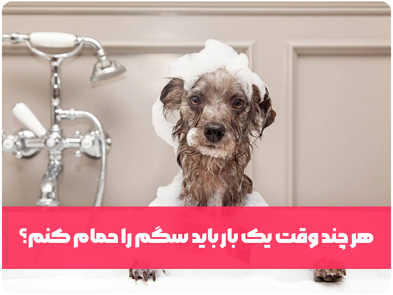 هر چند وقت یک بار باید سگم را حمام کنم؟